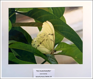 Pale Clouded Butterflies,
Janet Garney